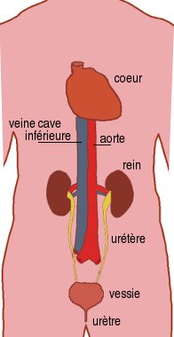 système rénal